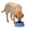 Perro Cat Food del extrusor de la máquina de proceso del alimento para animales garantía de 1 año